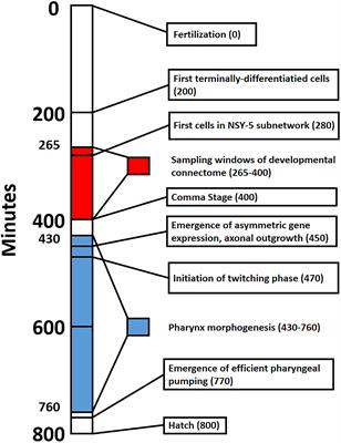 Raising the Connectome: The Emergence of Neuronal Activity and Behavior in Caenorhabditis elegans